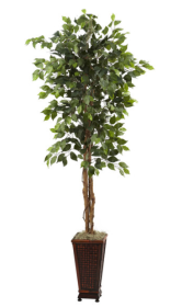 6.5â€™ Ficus w/Decorative Planter